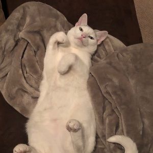 Meet your Posher, Annie